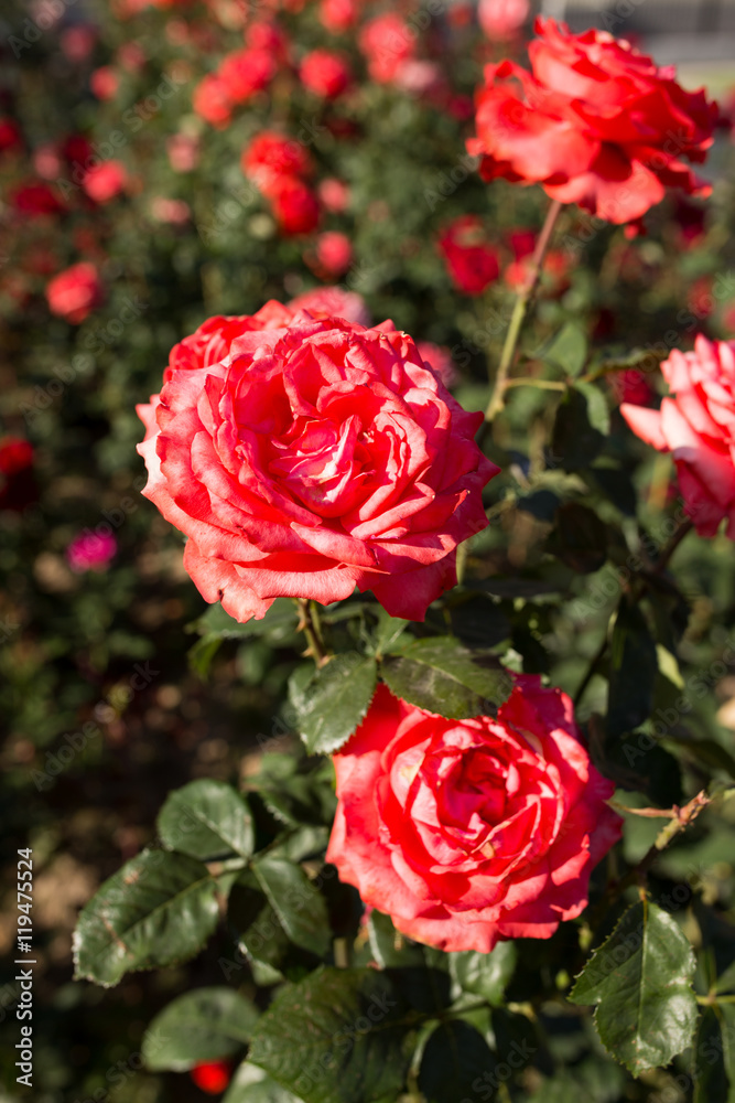 red rose in a park on the nature red rose in a park on the nature