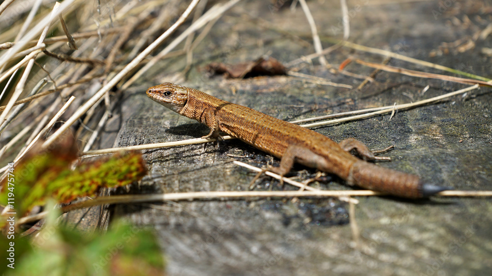 Naklejka premium Lizard