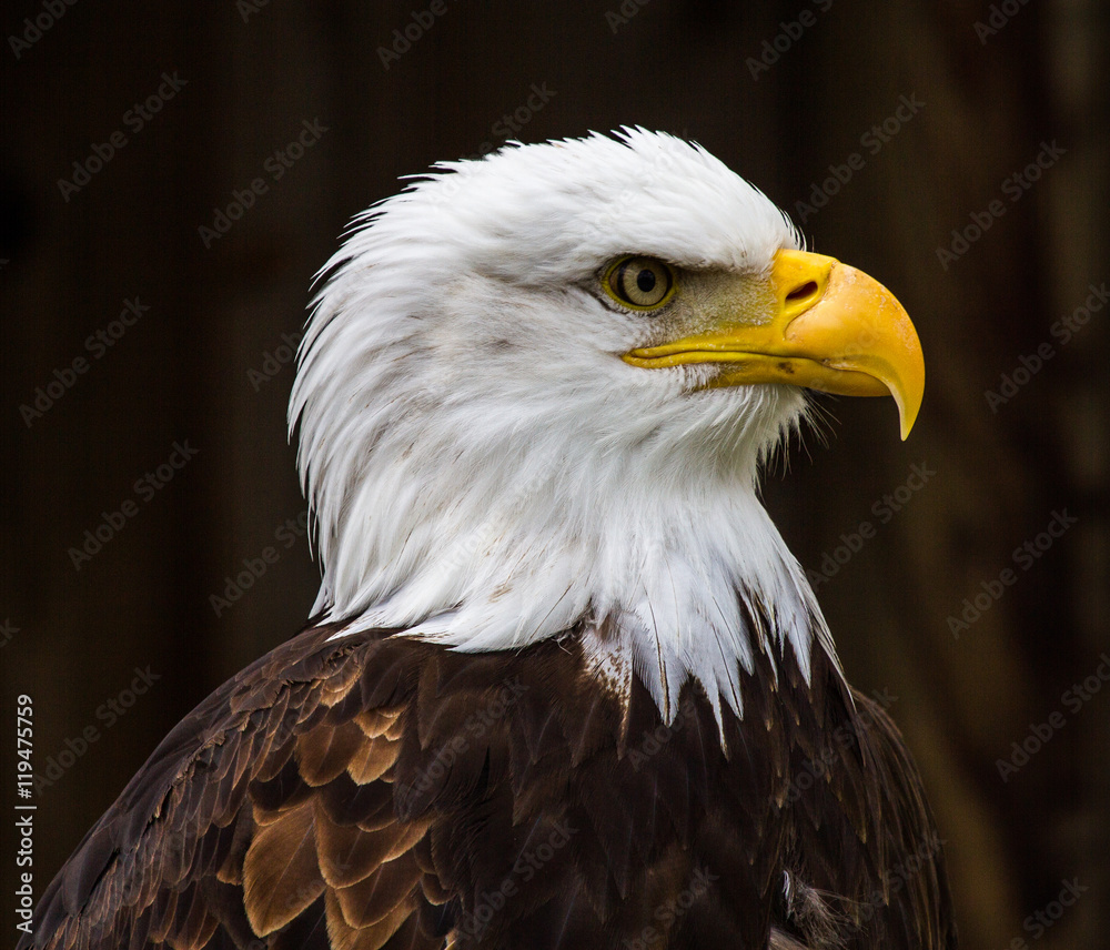 Obraz premium Weißkopfseeadler - Haliaeetus leucocephalus