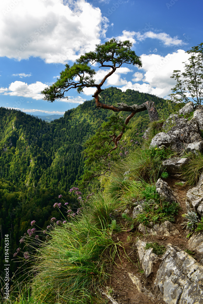 View of Sokolica peak in Pieniny mountain
