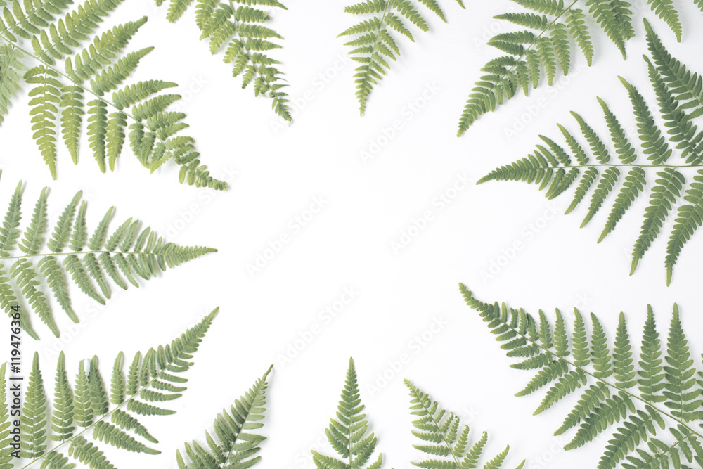 fern branches frame isolated on white background. flat lay, top view fern branches frame isolated on white background. flat lay, top view
