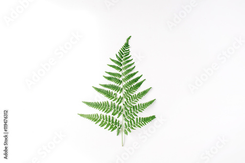 fern branch isolated on white background. flat lay  top view