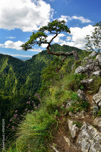 Obraz na płótnie View of Sokolica peak in Pieniny mountain w salonie