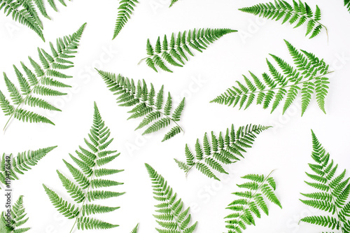 fern branches pattern isolated on white background. flat lay, top view