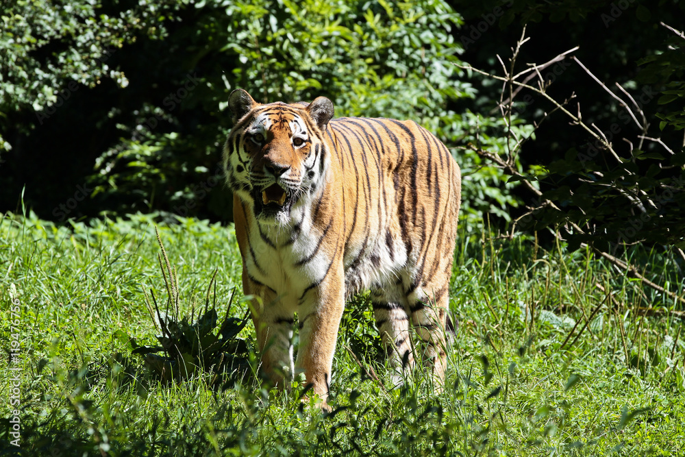 Obraz premium Tiger - Panthera tigris