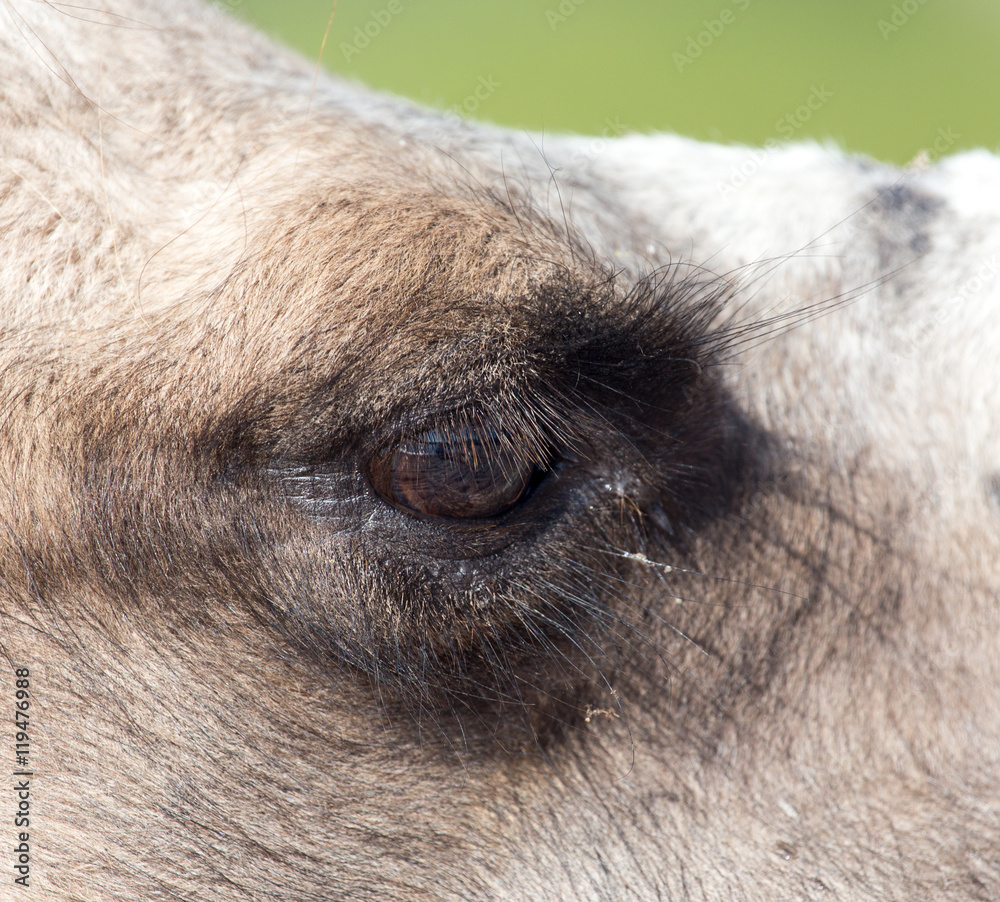 Eyes of a camel Eyes of a camel