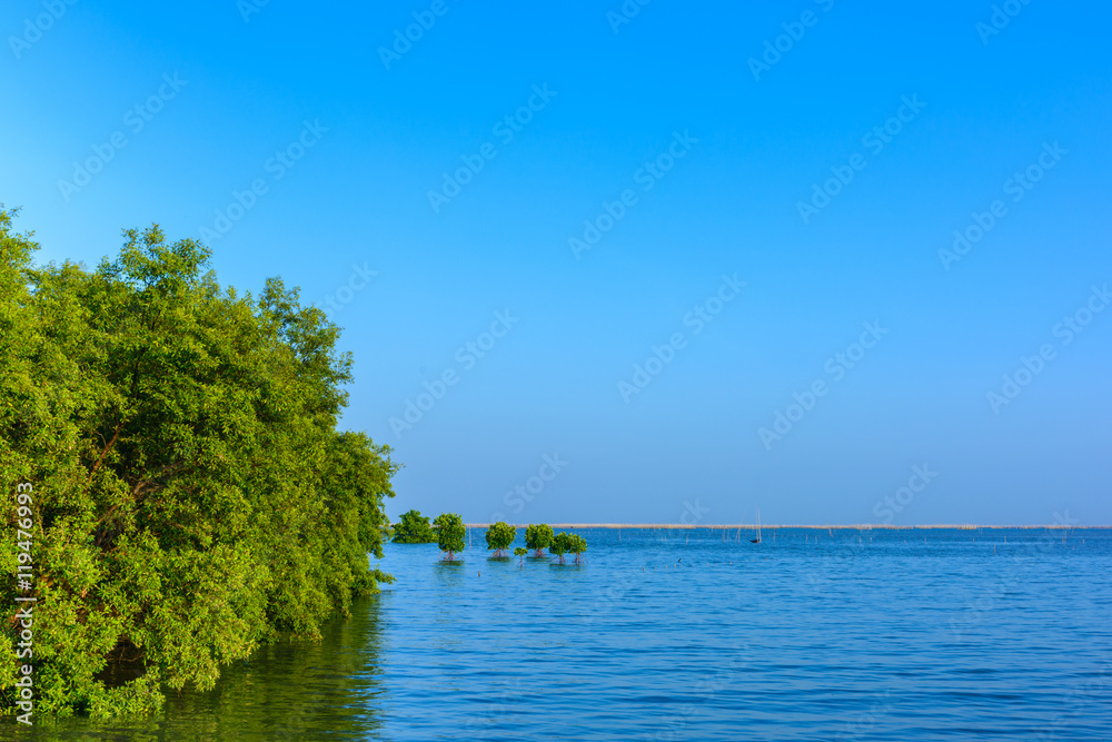 Green mangrove forest in the sea