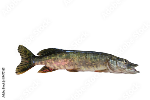 Pike isolated on white background. Freshwater fish is found in Europe, in rivers and lakes.