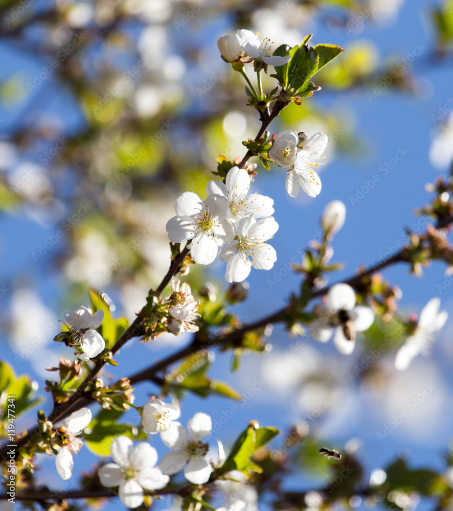 white flowers on a tree against the blue sky white flowers on a tree against the blue sky