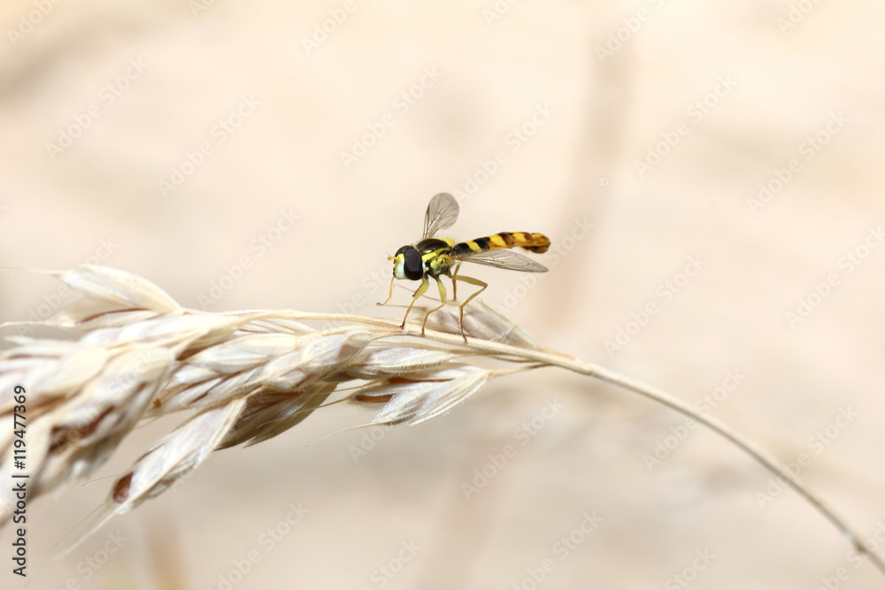 Naklejka premium Schwebfliege