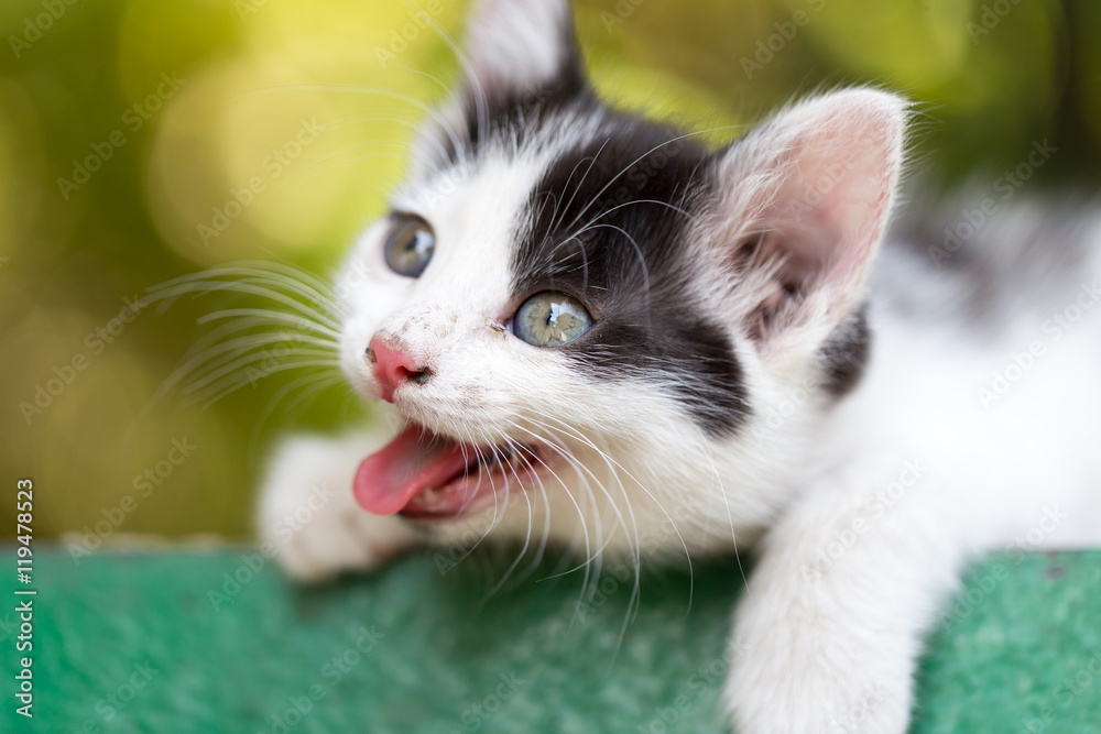 Obraz premium Kitten yawns in nature