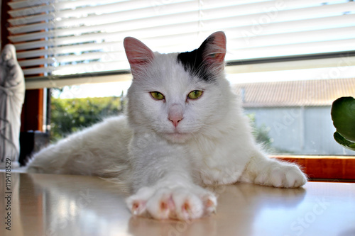 Εκτύπωση καμβά white og black cat breed Turkish Van Vankedisi or Turkish Angora