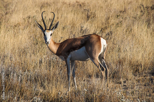 Namibia - Springbock im Etoscha Nationalpark  photo