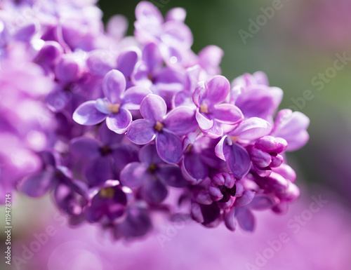 beautiful lilac flowers in nature © schankz
