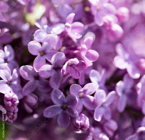 beautiful lilac flowers in nature © schankz