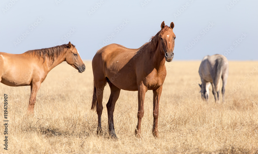a horse in a pasture in the desert a horse in a pasture in the desert