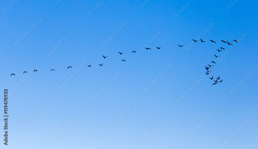 a flock of birds flying south in the blue sky