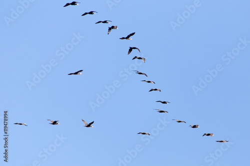 Photography a flock of birds flying south in the blue sky