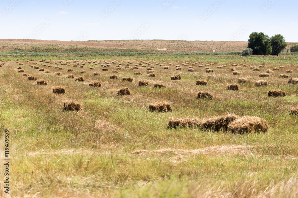 Fototapeta premium bales of straw on the field on the nature