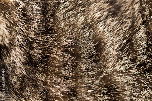 cat fur as background. texture