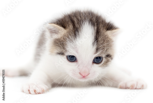 little kitten on white background © schankz