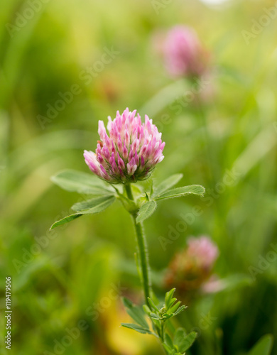 Red clover flower in nature