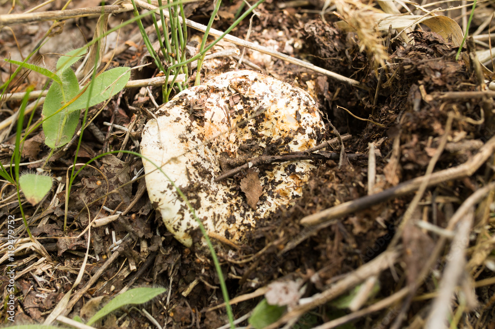 edible mushroom in nature edible mushroom in nature