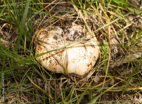 edible mushroom in nature