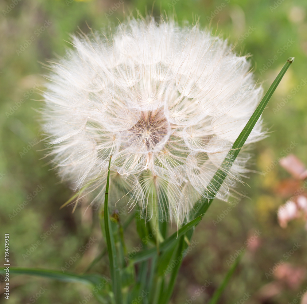 Obraz premium big fluffy dandelion on nature