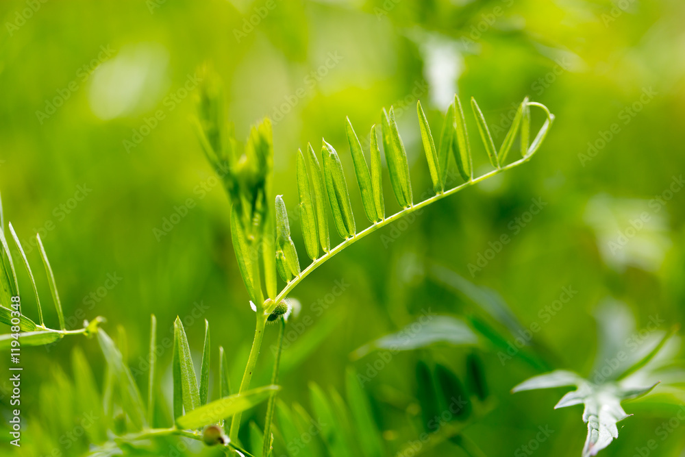 green grass in nature as a background green grass in nature as a background