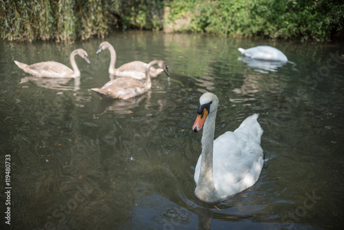 swan with young swans in lake 