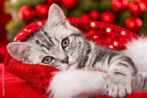 Fototapeta Naklejka Na Ścianę i Meble -  Weihnachtskätzchen