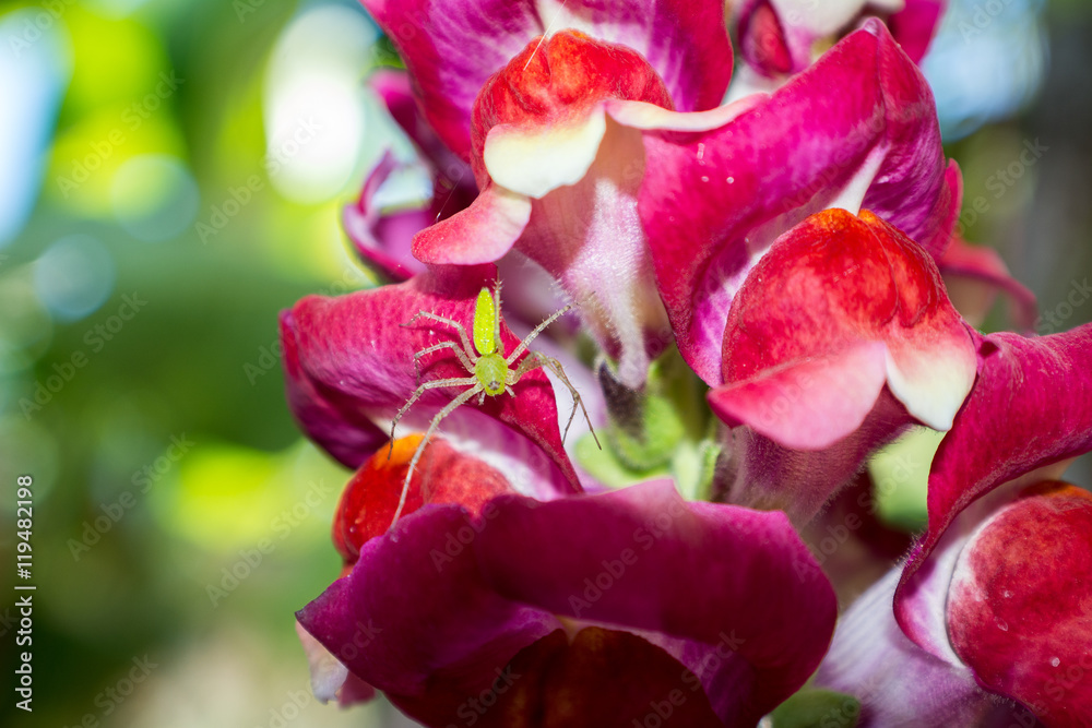 snapdragons snapdragons