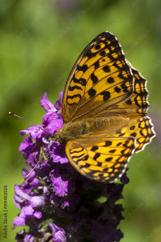 Obraz premium Peacock butterfly on flower. Macro.