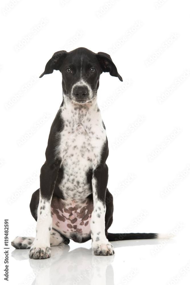 Scandinavian Hound Welpe Scandinavian Hound Welpe