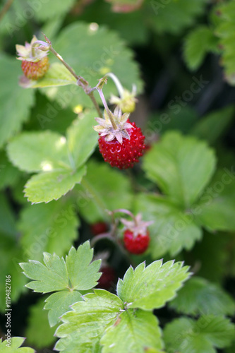 Wild strawberries macro / growing wild strawberries