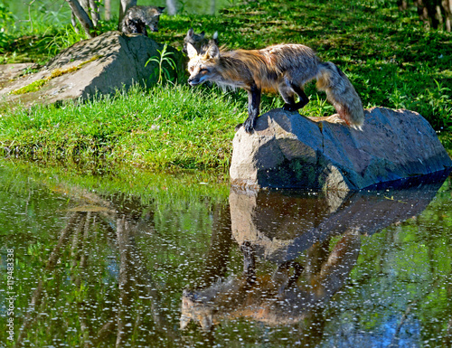 Red Fox stands on a boulder over clear water. © bettys4240