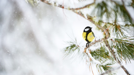 Great tit in winter