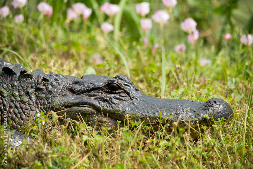 Alligator at Brazos Bend State Park, Texas Alligator at Brazos Bend State Park, Texas