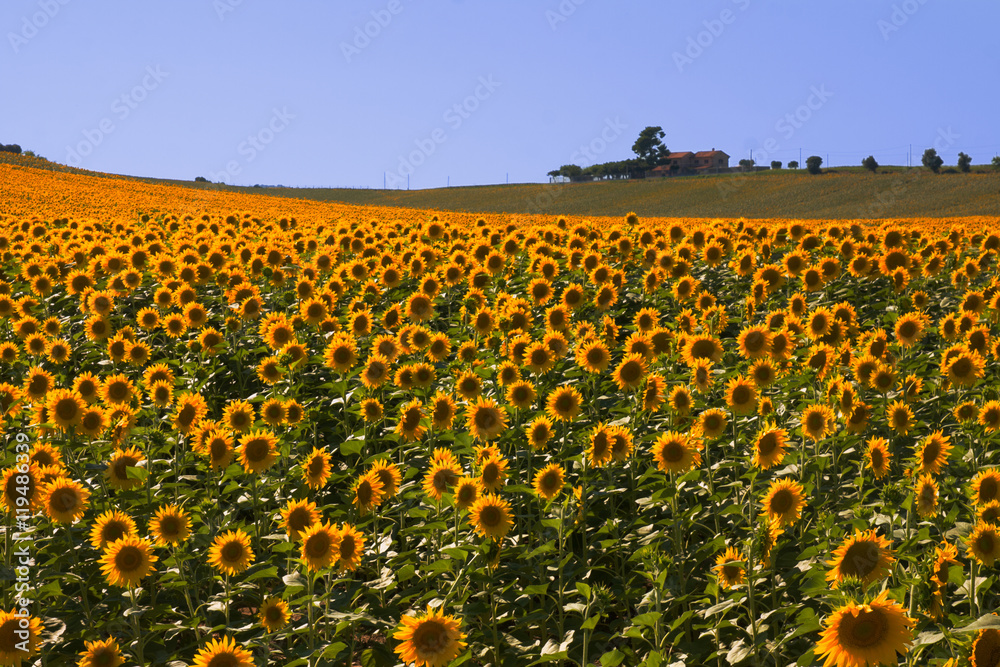 Naklejka premium Girasoli al tramonto