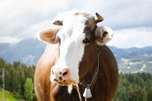 Cow in mountains  close up