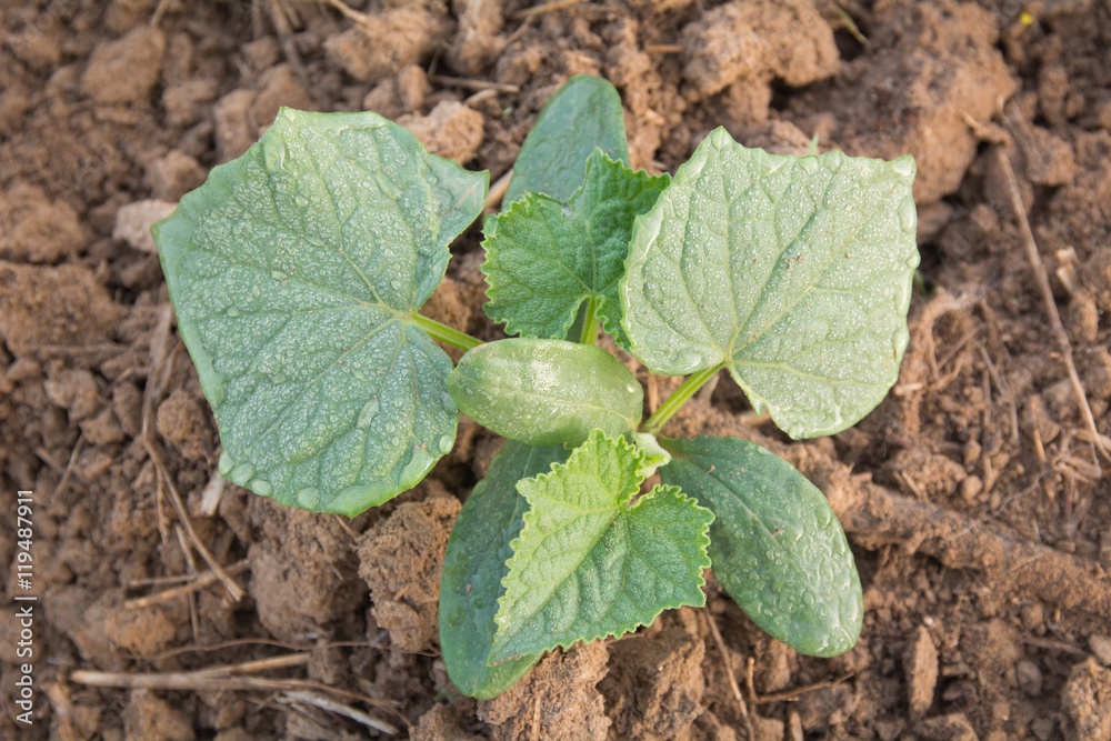 closeup cucumber seedling on farm closeup cucumber seedling on farm