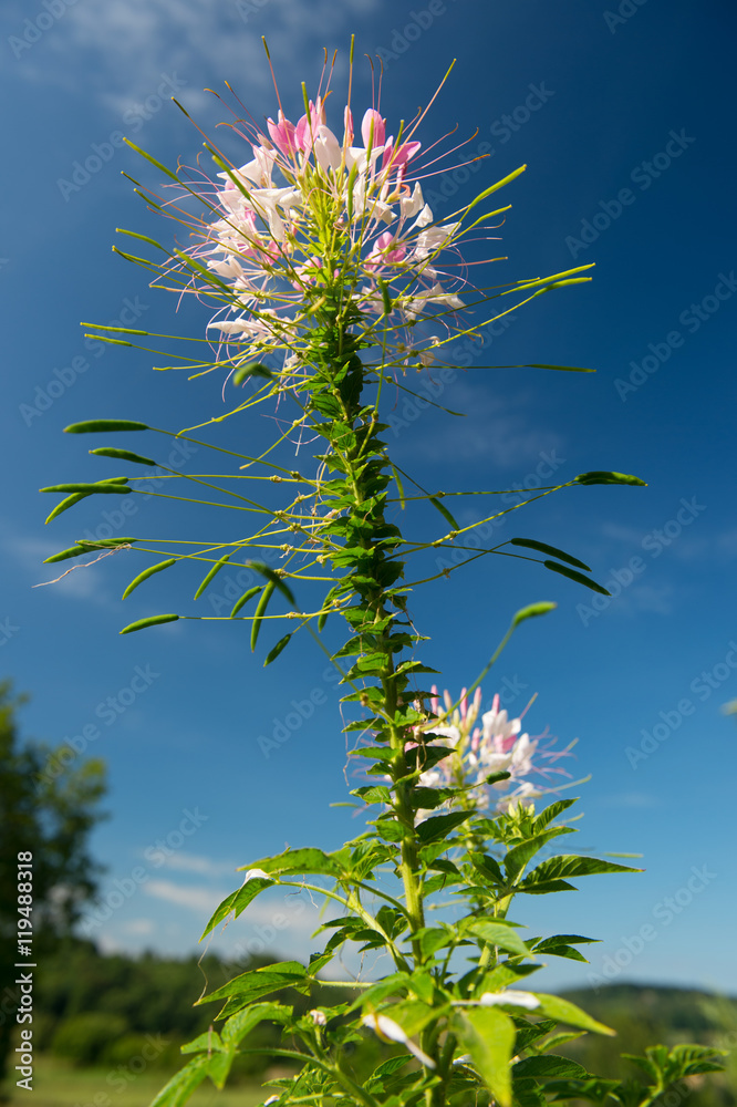 Fototapeta premium Pink Cleome flowers