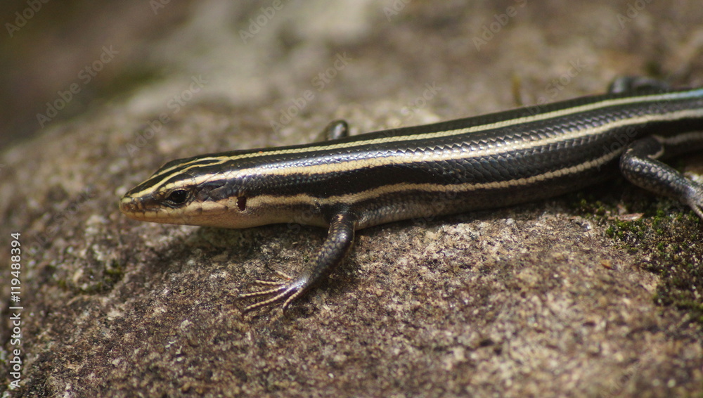 Closeup of an American Five-Lined Skink (Plestiodon fasciatus).
Closeup of an American Five-Lined Skink (Plestiodon fasciatus).