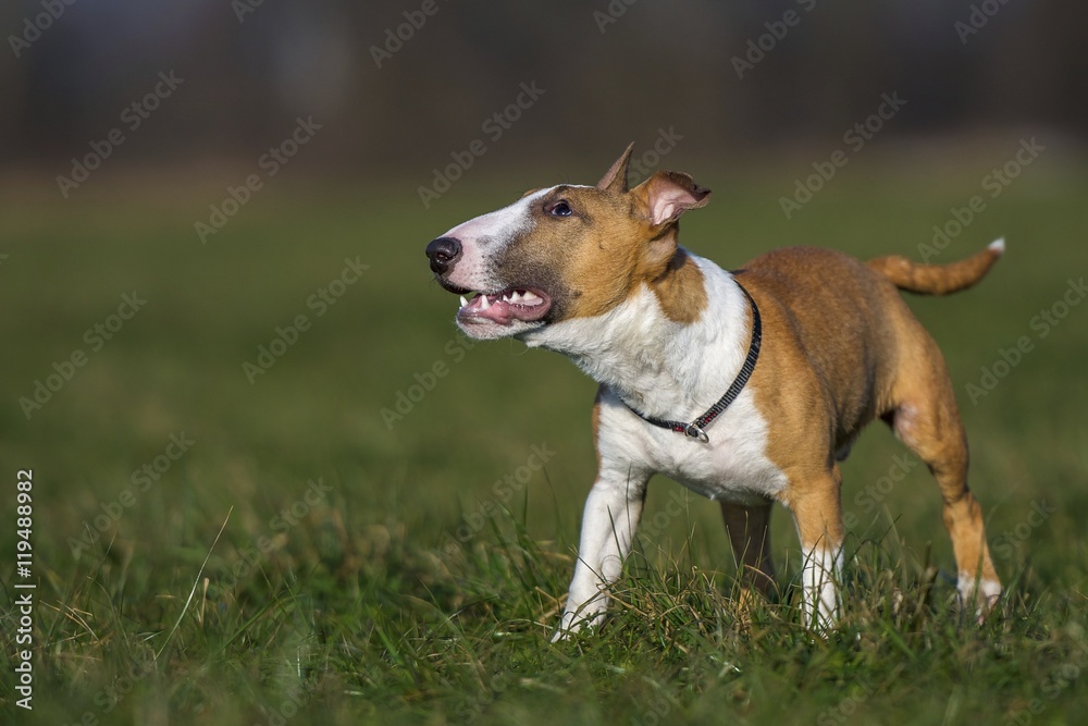 Miniature Bull Terrier - Miniatur Bullterrier Miniature Bull Terrier - Miniatur Bullterrier