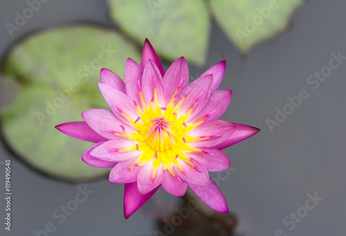 Pink lotus flower plant.