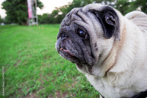 Wonder Pug dog on green grass in the evening.