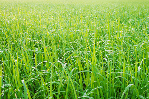 Green meadow with morning dew on the grass.