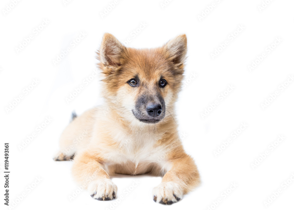 Puppy dog breed on white background. bangkaew thailand