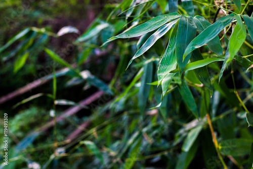 Bamboo leaves background. © r_tee
